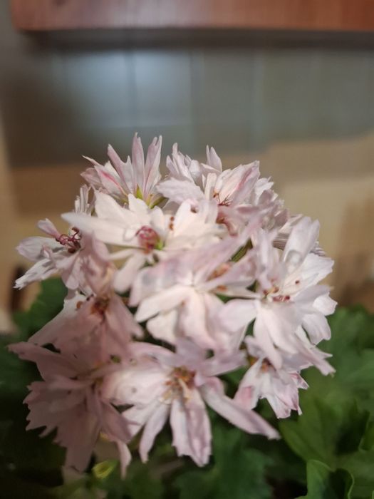 Цветы комнатные с доставкой