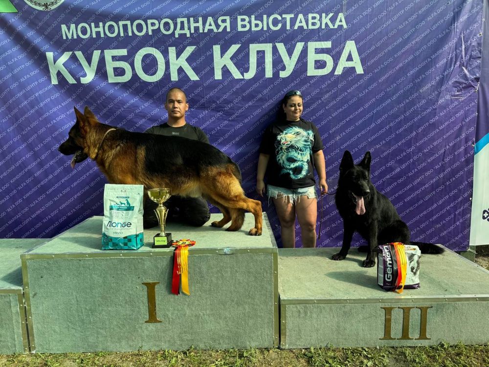 Алиментный щенок немецкой овчарки.