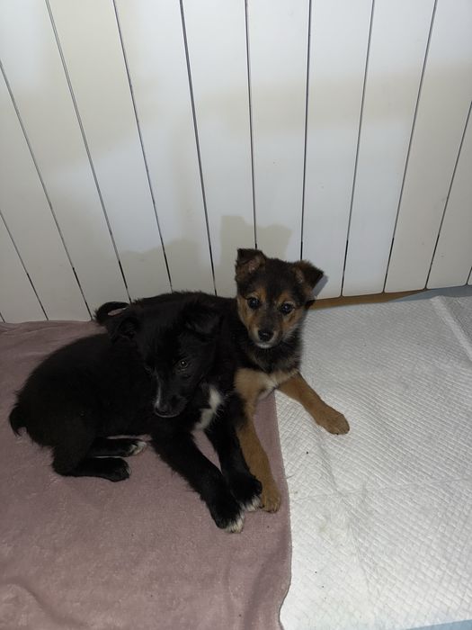 Donez pui de catel/ catelusi