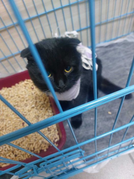 Вислоухая кошечка ищет дом!