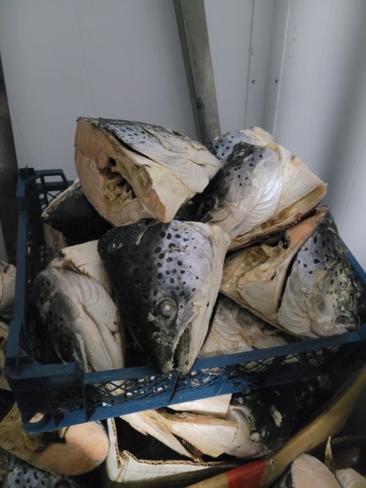 Продам голова сёмги по 500тг за кг