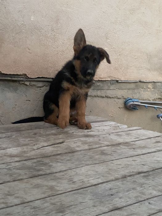 Продается Щенки! НО