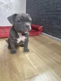 Vand pui American Bully blue