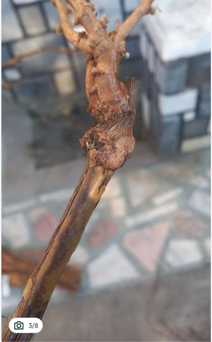 Butași viță de vie altoită sau hibrida