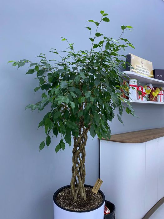 Цветы для офиса и дома в горшках оптом