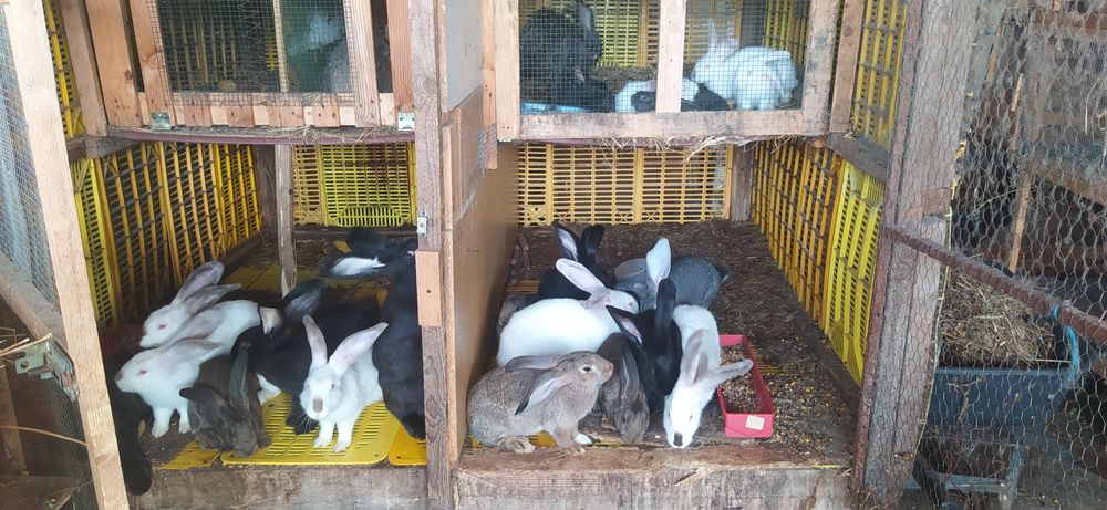 Iepuri pt carne Urias transilvania, hycole, metis