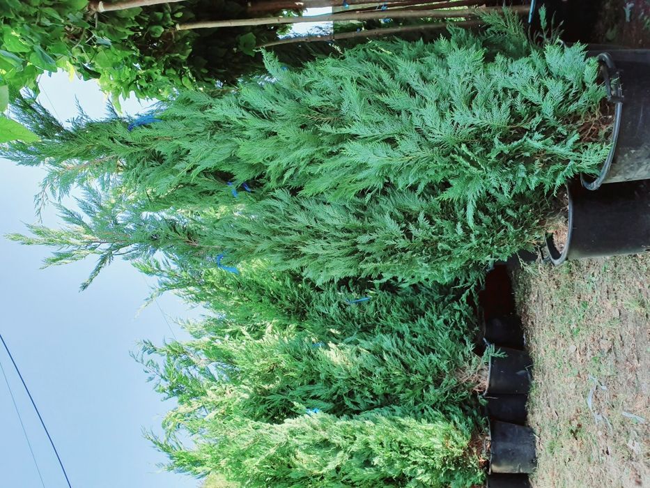 Tuia leylandii, gard viu, poze reale, pret minim.