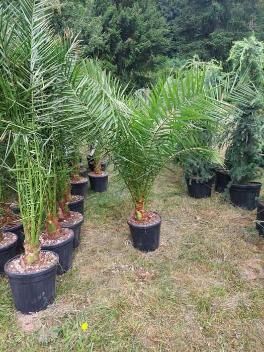 •Vand tuia de orice specie la preț minim
•Livrez plante ornamentale în