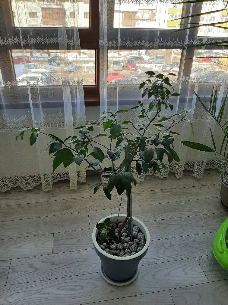 Vand 3 palmieri (curmali), lămâi, ficus