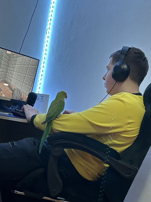 Se vinde papagal micul alexander