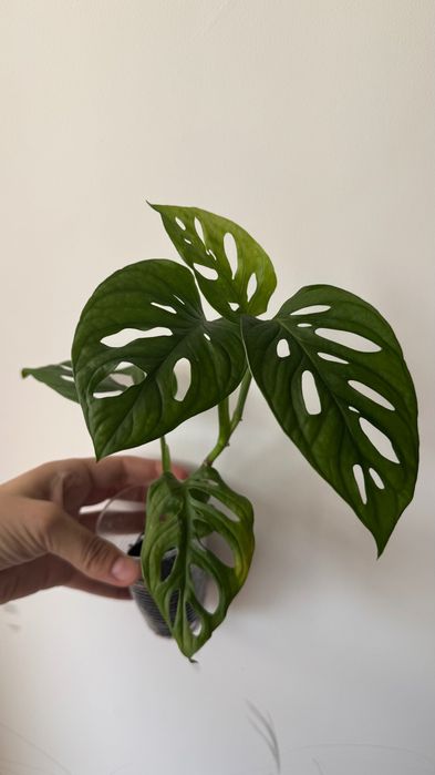 Монстера манки, комнатные растения