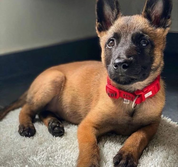 Ciobanesc Belgian malinois  650 lei