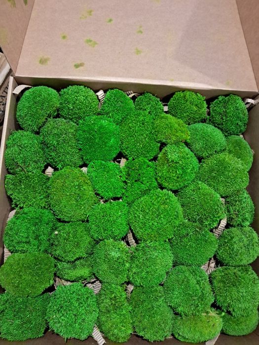 Мини топчест мъх