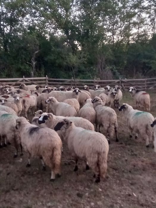 Oi noatini și berbeci 430 lei