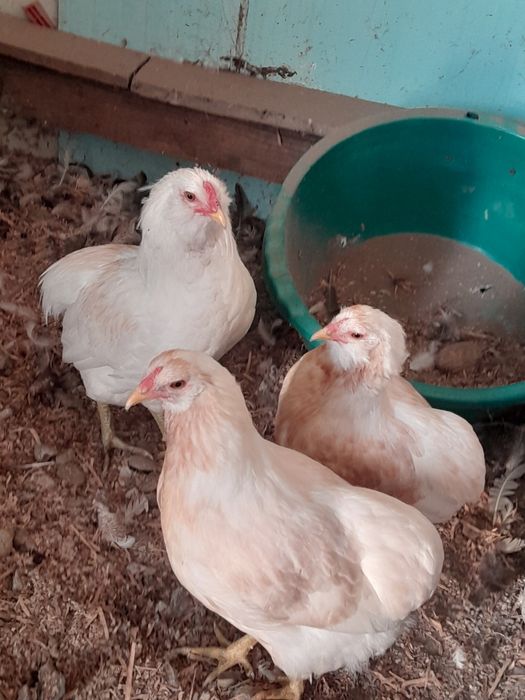 Araucana spleș .