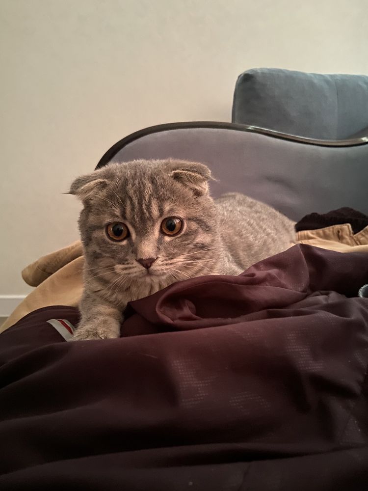 продается кот шотландский вислоухий
