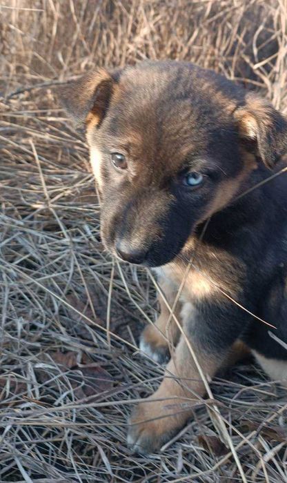 Щенок ищет дом и любящих хозяев