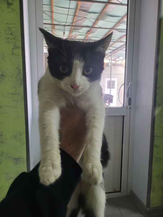 Котята мальчики девочки.