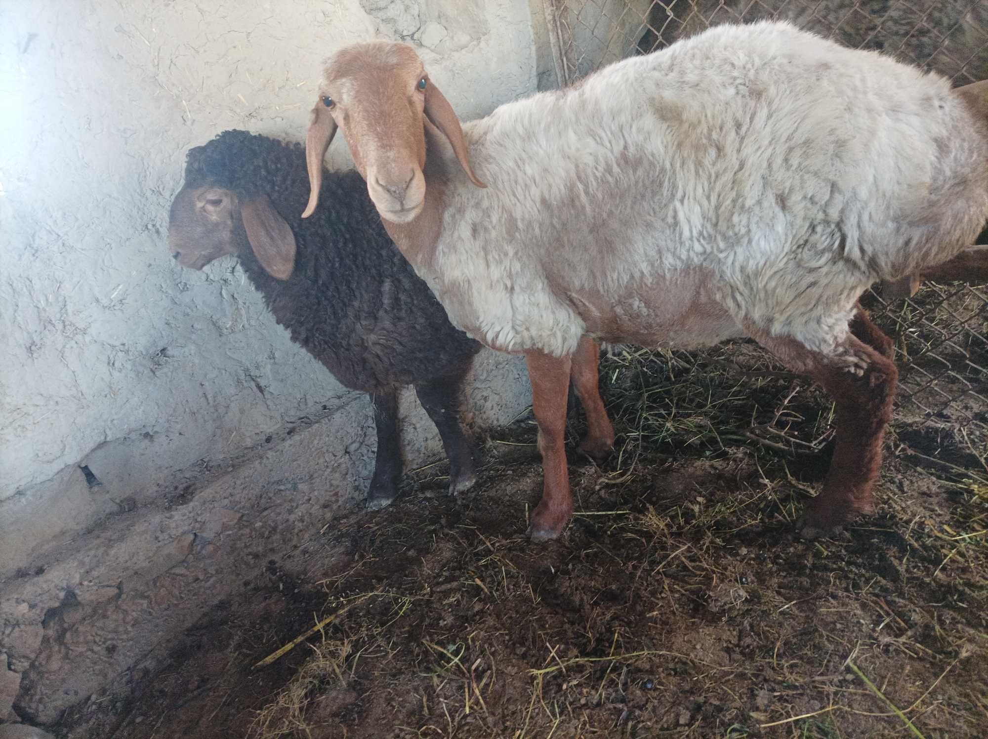 Qoʻy sotiladi ona bola 
Bolasi moda 3.5 oylik