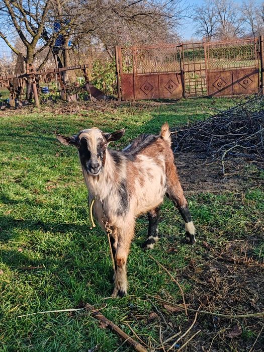 De vânzare țap..