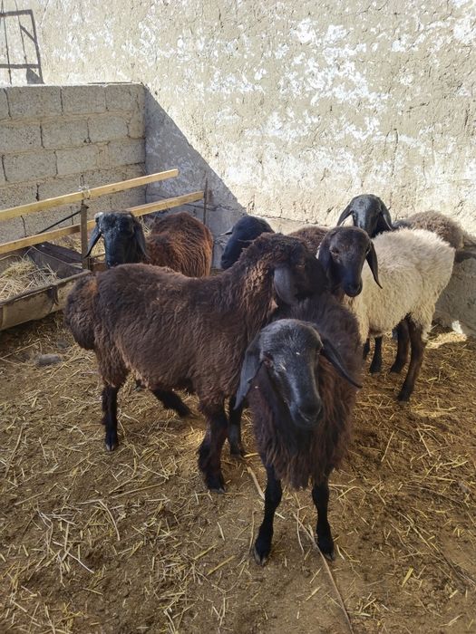 Кучкорлар сотилади