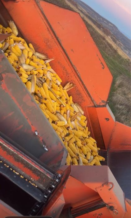 Porumb stiulet sau boabe  , floare de soare