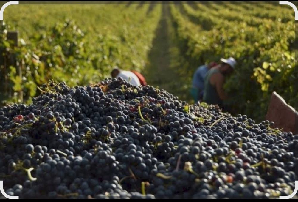 Struguri pentru vin