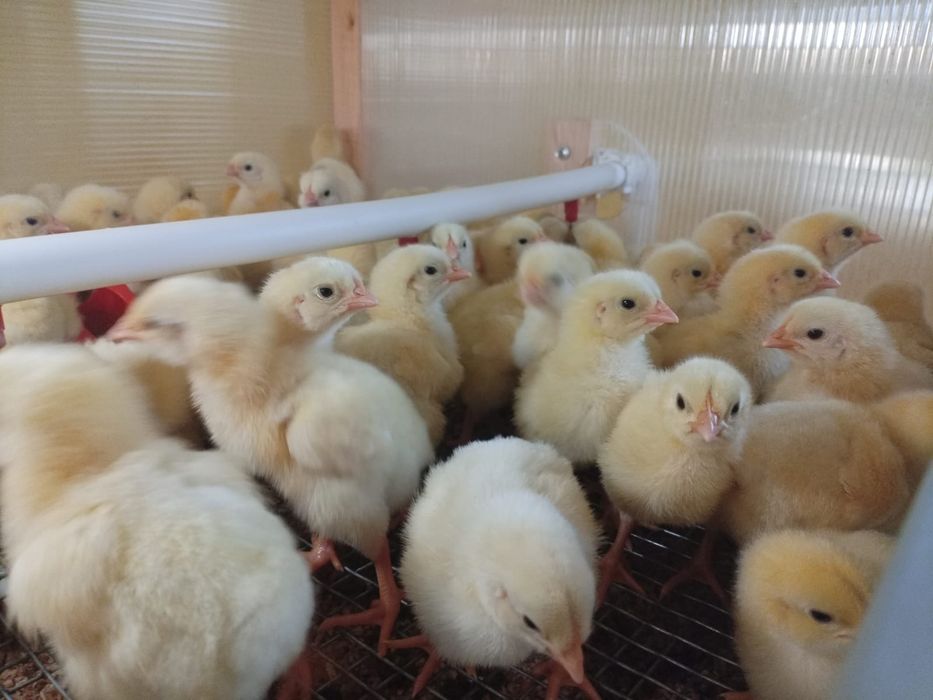 В наличии цыплята бройлеры подрощенные 10 дней и суточные