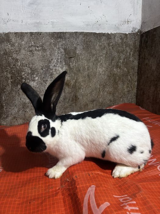 Mascul Fluture German