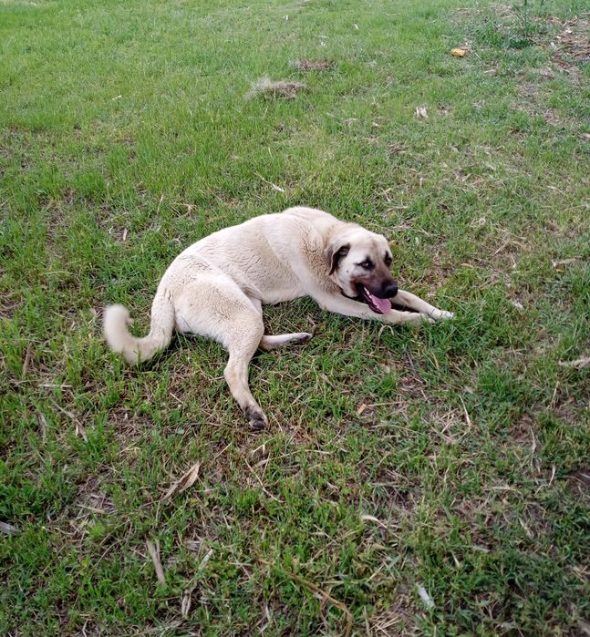 Кангал-женски.търси нови стопани