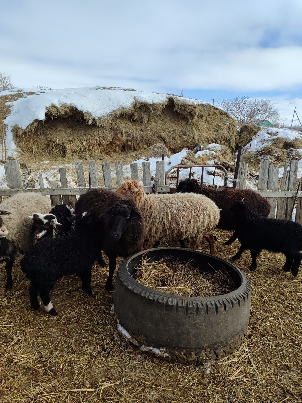 Продам овечек  с ягнятами