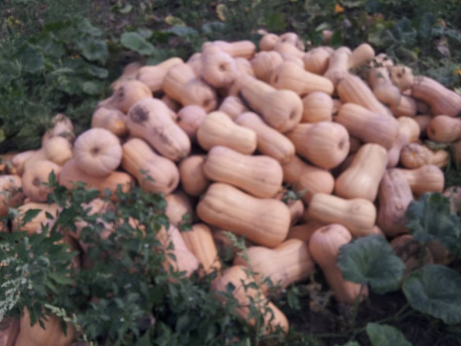 Vânzare dovleci plăcintari