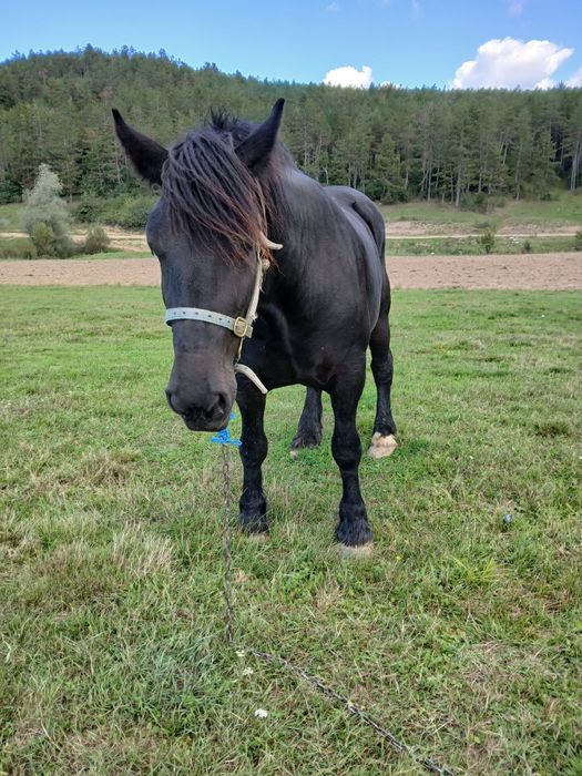 Vând mânză  de 2 ani  6000 euro negociabil