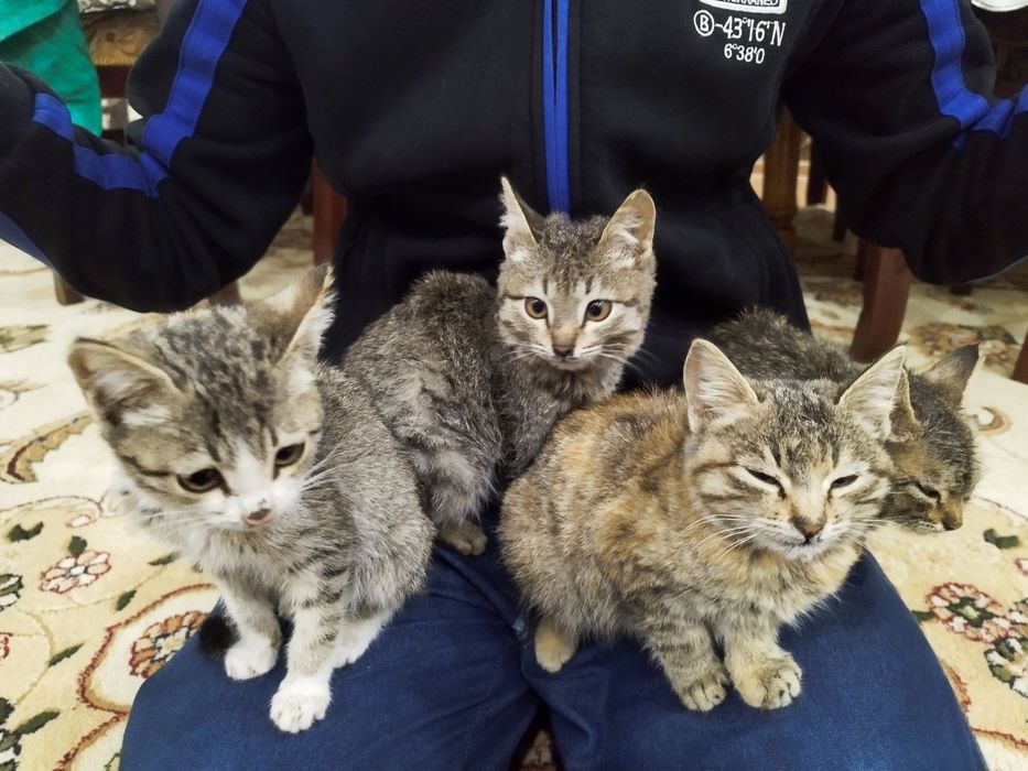 Отдадим котят в хорошие руки