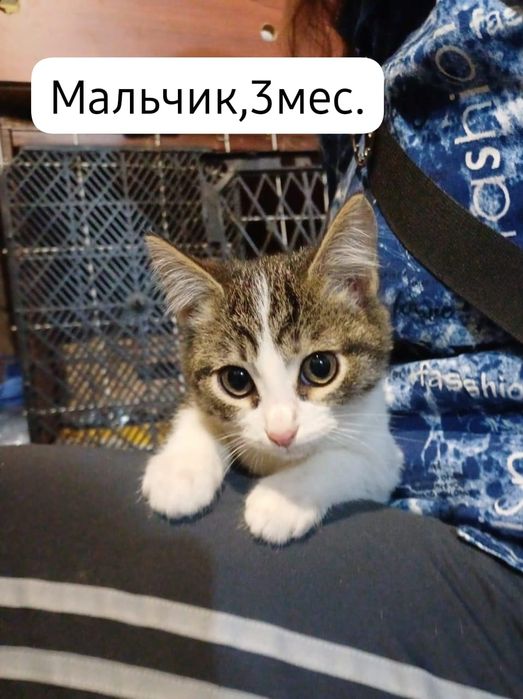 Котята бесплатно