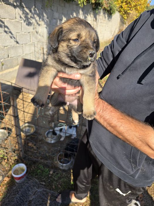 Catei spre adoptie Craiova