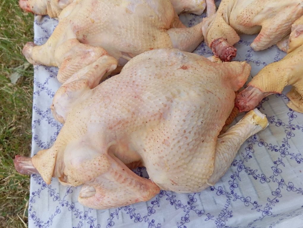 Продам мясо Бройлеров.