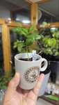 Кофейный саженец - Coffee Arabica