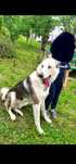 Câine spre adopție. Laika siberian 2 ani