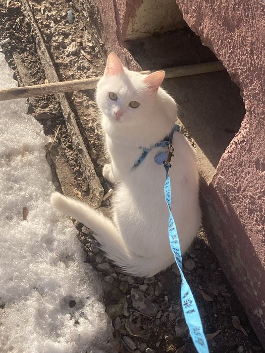 Отдам кота желательно в частный дом, ходит в туалет на улице