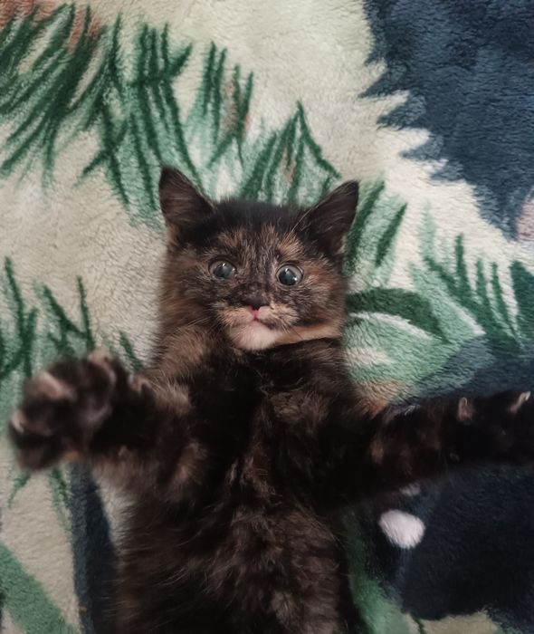 Котенок девочка бесплатно