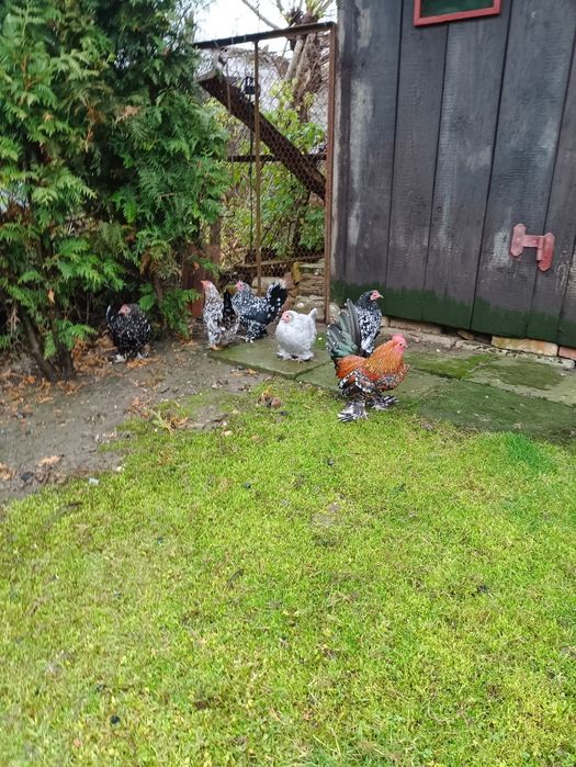 Vând găini miii de flori