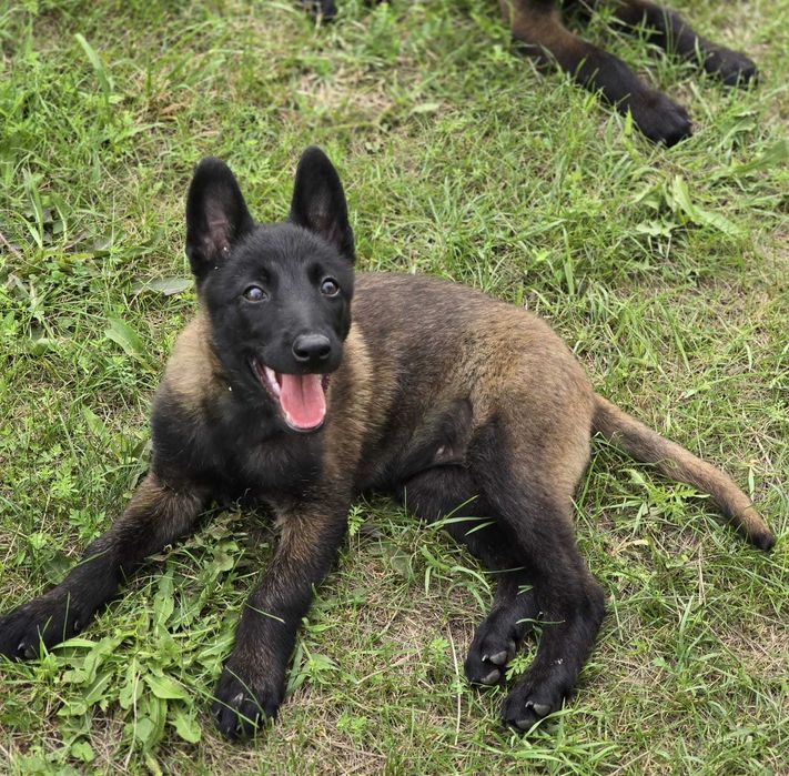 Ciobănesc Belgian Malinois