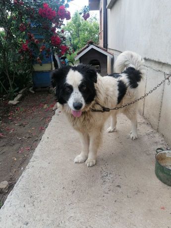 Каракачанско офчарско куче мъжко на 3 г много добър пазач