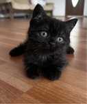 British shorthair rasa pura black smoke ochi verzi