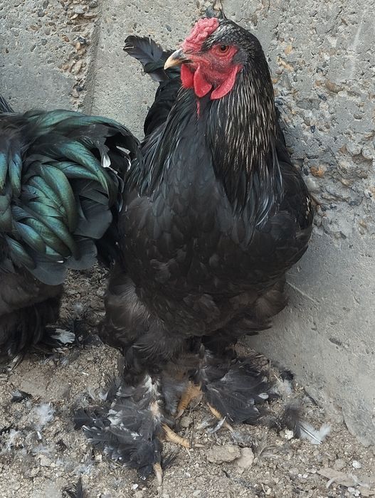 Хурозла сотилади.Брама кора.