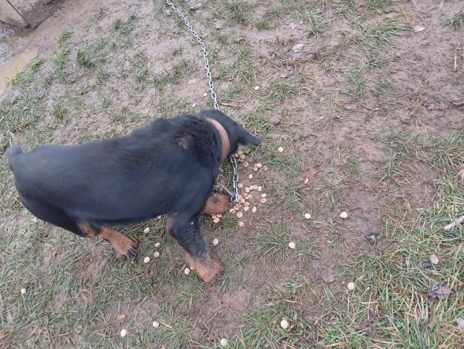 Jagdterrier de vânătoare