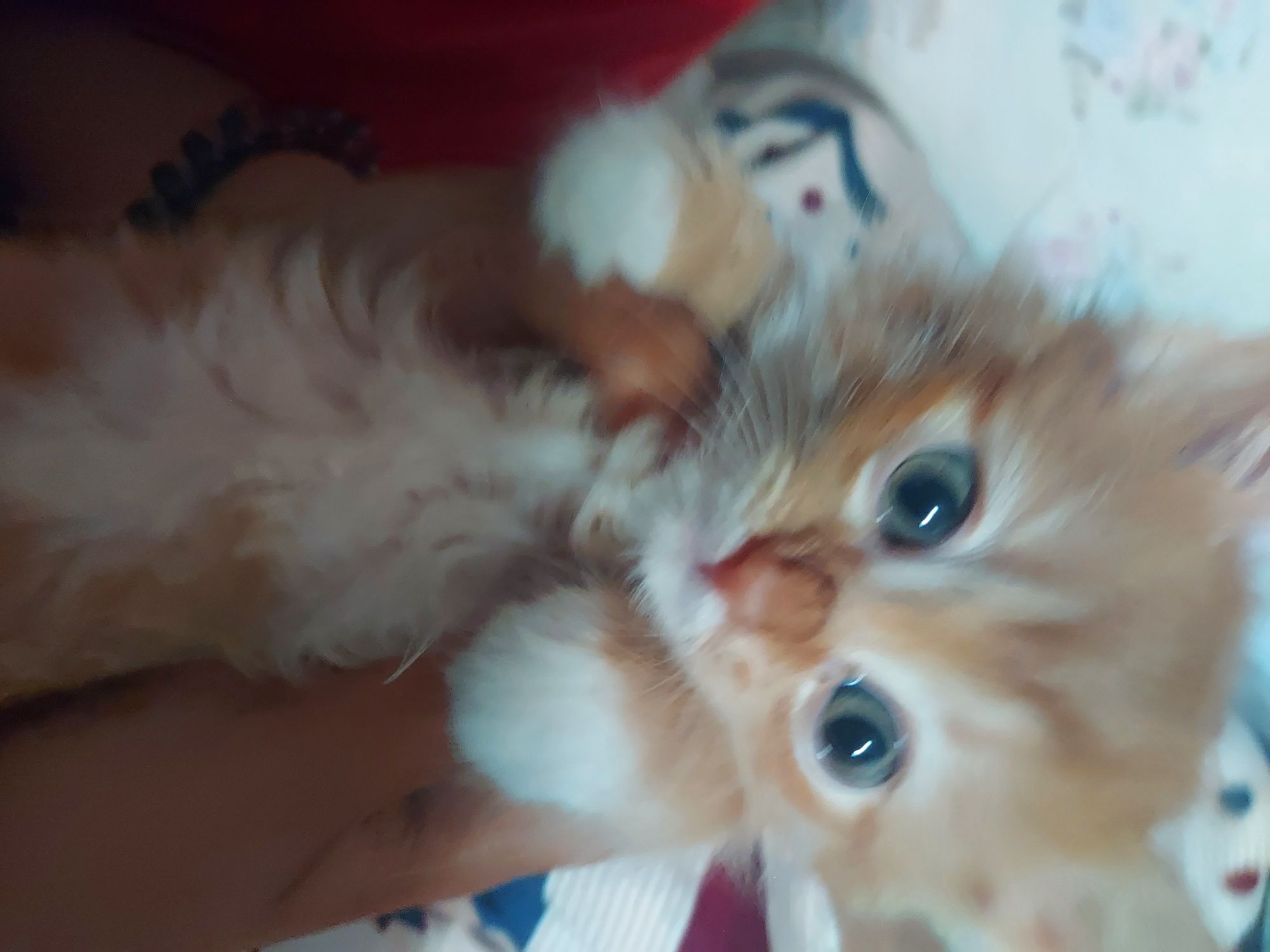 Кот без пародистый одаём бесплатно
