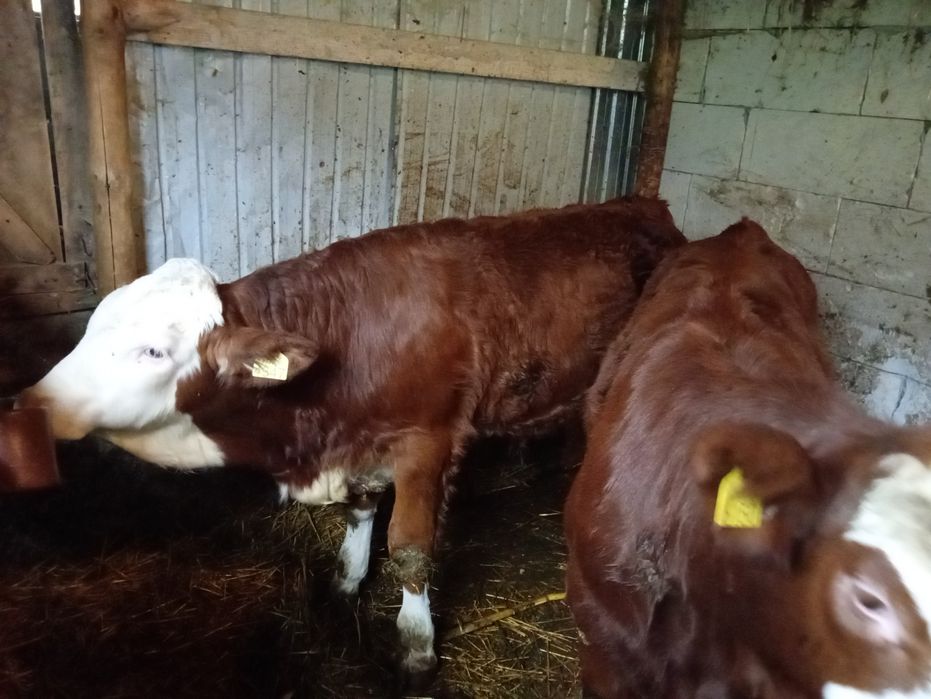 Vind tăuraș și vița