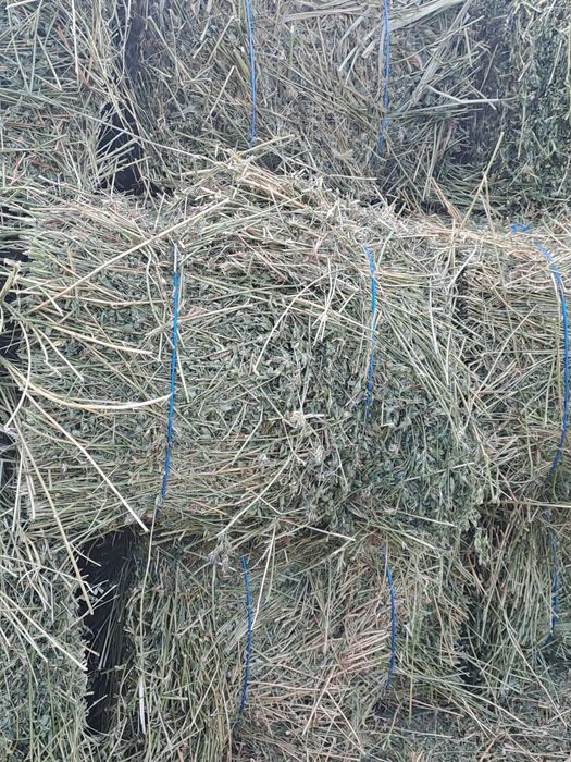 Vând baloti de lucerna.